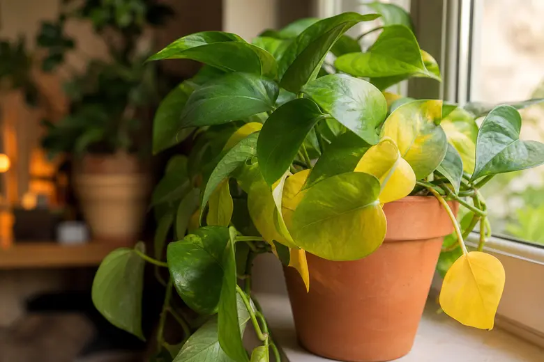 Plante d’intérieur en pot avec des feuilles vertes et des feuilles jaunies, posée près d’une fenêtre lumineuse