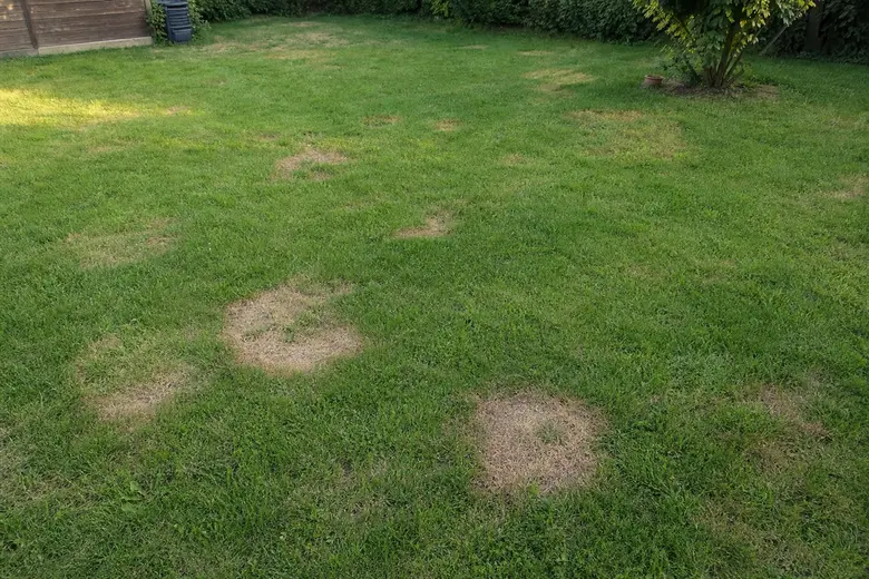 Pelouse de jardin verte avec plusieurs plaques d'herbe jaunie et sèche