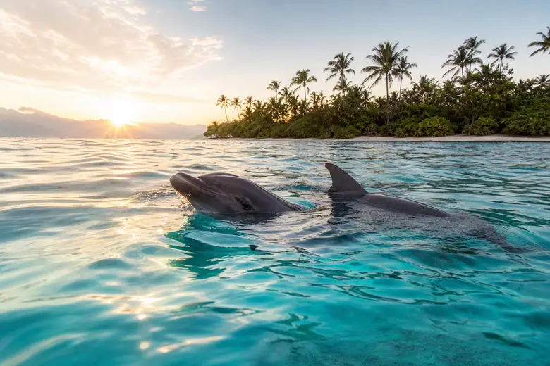Tournée d&rsquo;excursions pour nager avec des dauphins : choisissez votre destination idéale