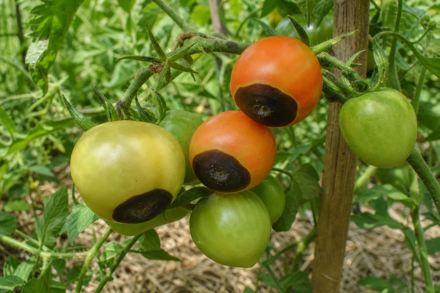 Tomates sur pied présentant une tache brune sèche à leur base, typique de la nécrose apicale